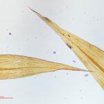 Thumbnail of 