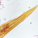 Thumbnail of 