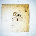 Thumbnail of 