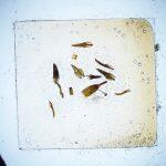 Thumbnail of 
