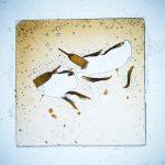Thumbnail of 