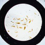Thumbnail of 
