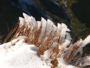 rośliny wystające ze zwałów śniegu