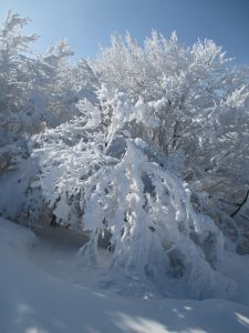 oblepione gałęzie śniegiem jednego z drzew