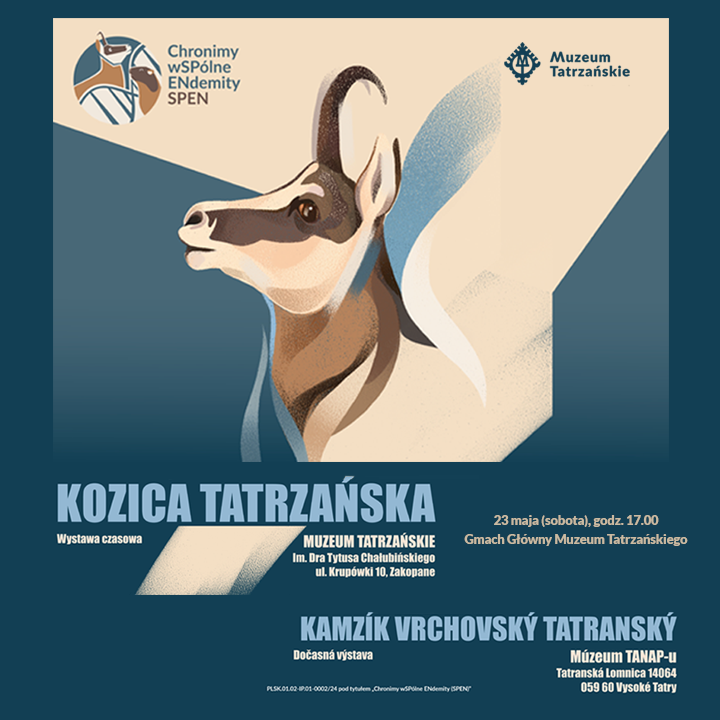 Kozica tatrzańska – Kamzík tatranský, 23 maja