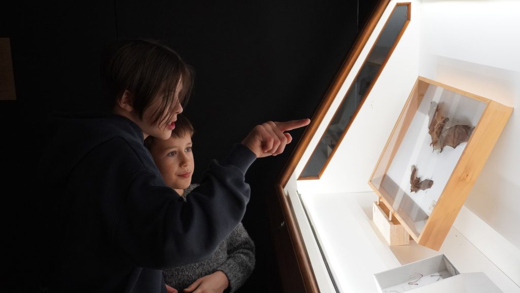 Dwóch chłopców ogląda nietoperze w gablocie, na wystawie "Tatrzańskie Yeti"