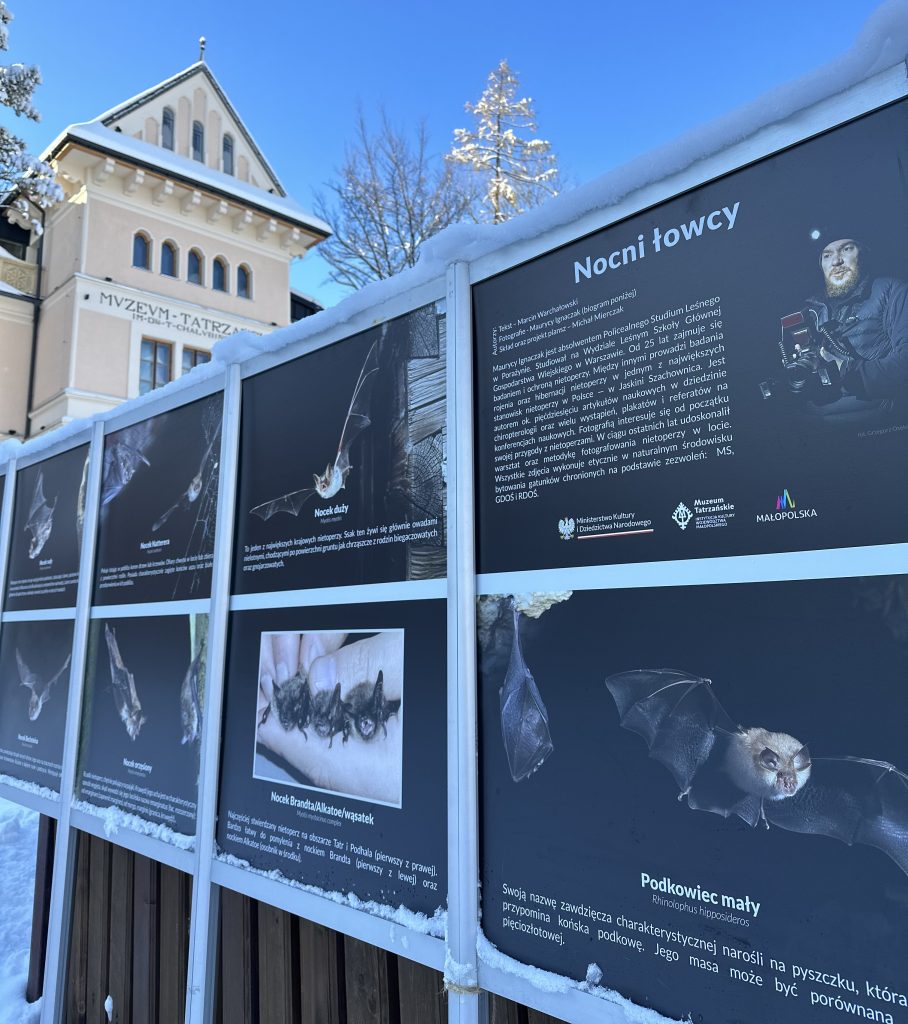 „NOCNI ŁOWCY” wystawa plenerowa o nietoperzach, tablice ze zdjęciami i tekstem, na tle budynku gmachu głównego Muzeum Tatrzańskiego zimą.