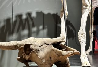 Finisaż wystawy „Tatrzańskie Yeti”