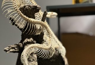 Kolekcje naukowe w muzeach przyrodniczych jako materiał dowodowy w naukowych „śledztwach – poszukiwanie Yeti”