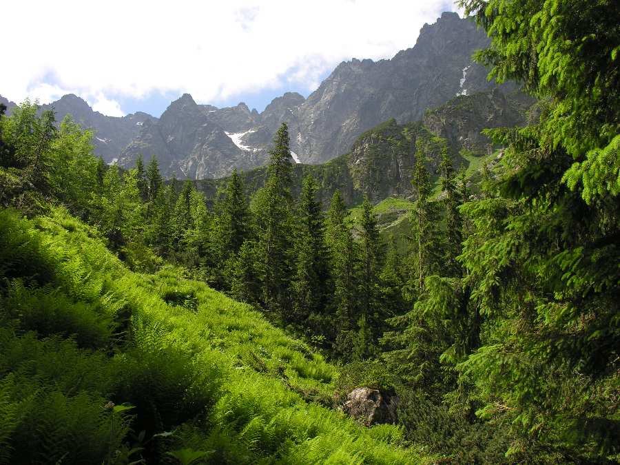 Panorama Tatr, w tle góry, z przodu zielona łąka i drzewa