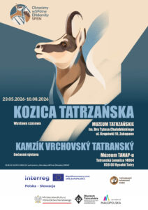 Kozica tatrzańska – Kamzík tatranský, Gmach Główny Muzeum Tatrzańskiego, ul. Krupówki 10
